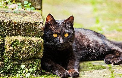 EA《大学橄榄球25》更新 为玩家加入生成式AI工具